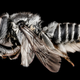 Image for article titled These Exquisite Bee Photographs Reveal Every Delicate Hair, Antenna, and Wing